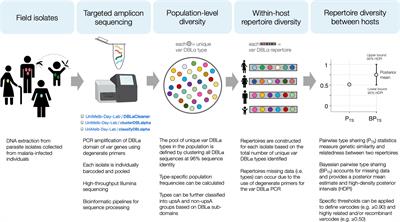 Molecular epidemiology of continued Plasmodium falciparum disease transmission after an outbreak in Ecuador